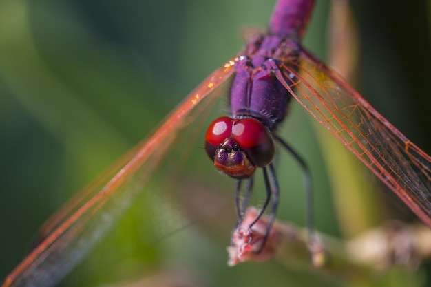 Dragonfly perched on brown stem