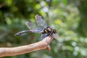 Free photo dragonfly