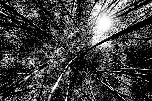 Free Photo dramatic black and white forest landscape