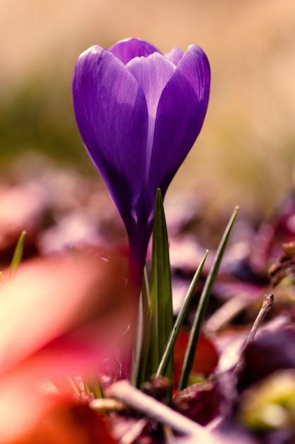 Free photo dramatic and moody vertical  of a young purple crocus flower