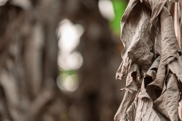 Dried banana leaves  background.