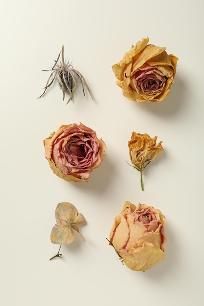 Free photo dried buds of flowers on white background top view