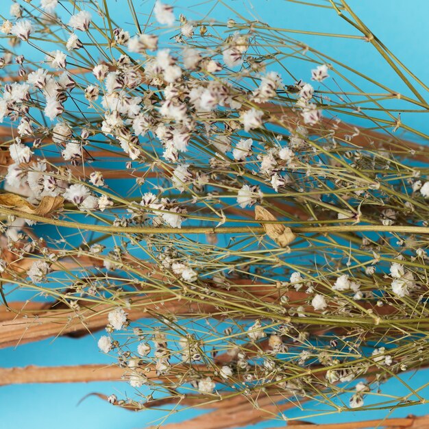 Dried cotton branches on blue background