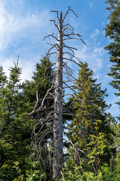 Free Photo dried pine tree in a forest