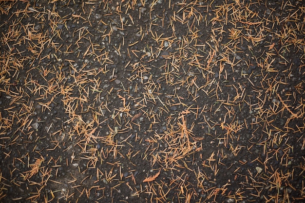 Dried pine tree leaves fallen on the ground