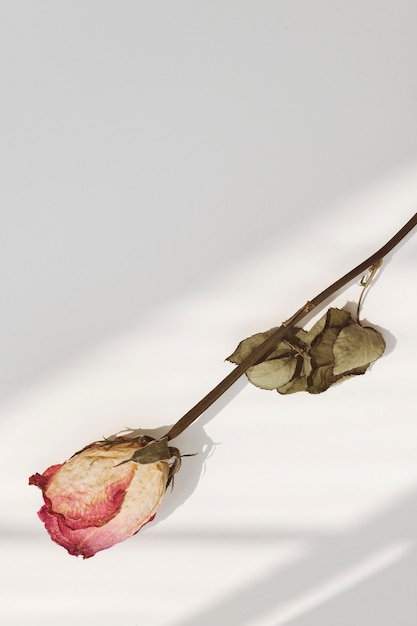 Free Photo dried pink rose with a shadow on a background