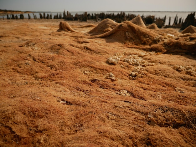 Free photo dried seaweed fillet on the beach with the pond in the background