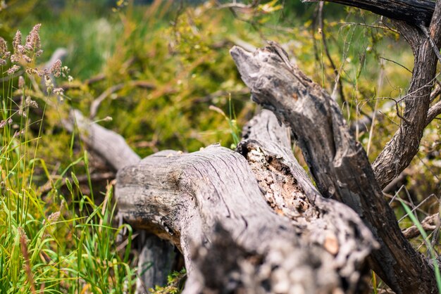 Dried tree trunk