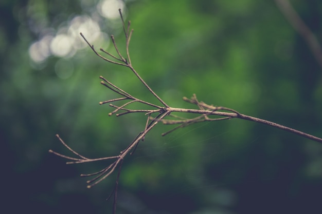 Free Photo dried twig with greenery in the background