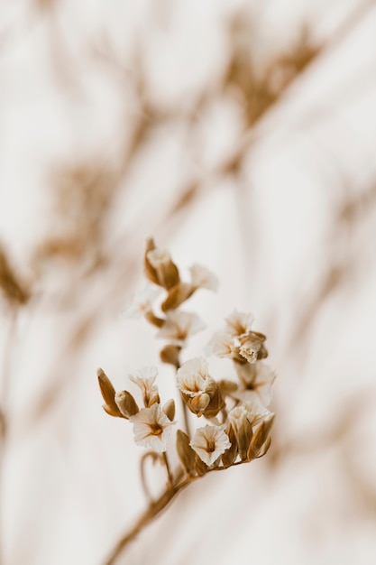 Free Photo dried white statice flower macro shot