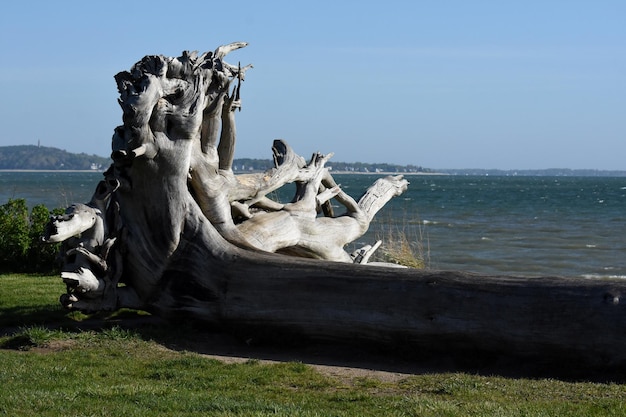 Free photo driftwood tree resting on it's side by the ocean.