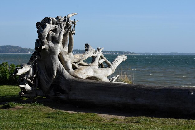 Driftwood tree resting on it's side by the ocean.