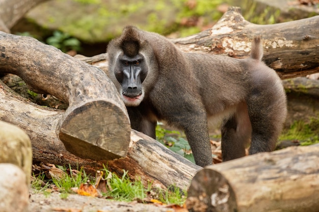 Drill monkey Mandrillus leucophaeus resting in the nature habitat area