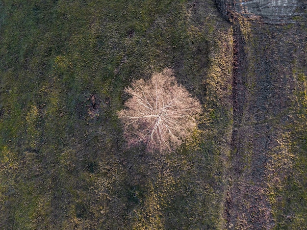 Free photo drone view of a field covered in greenery under the sunlight at daylight