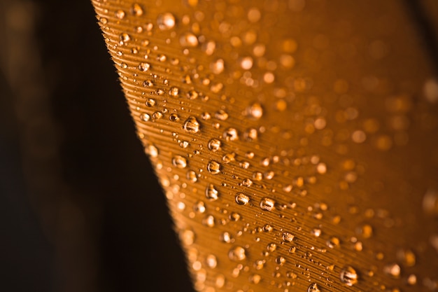 Free photo droplets of water on brown feather textured background