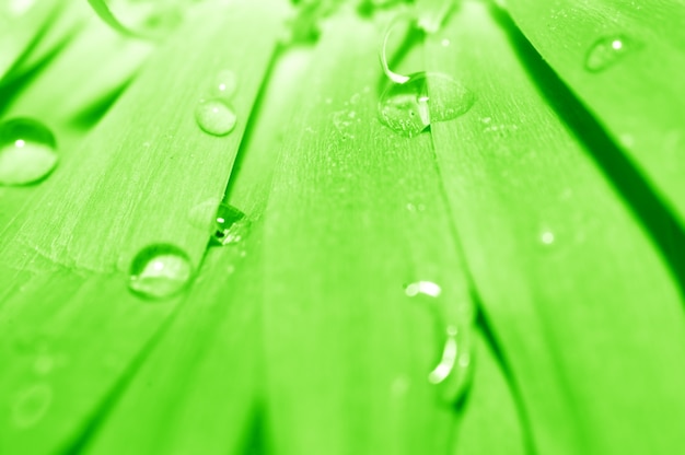 Free photo drops sliding down a leaf