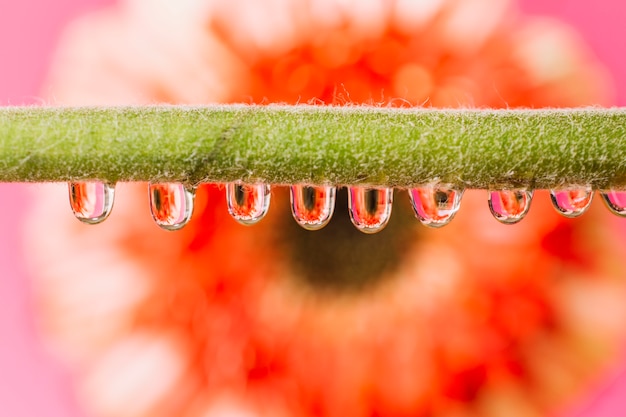 Free photo drops on stem in front of flower