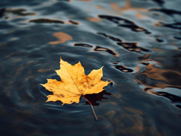 Dry autumn leaf on water