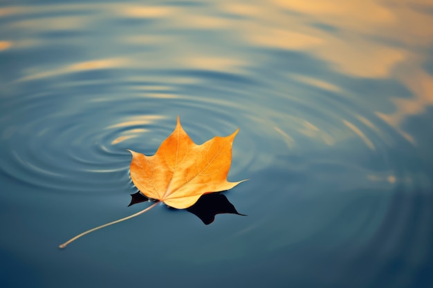 Dry autumn leaf on water