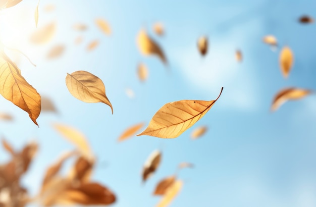 Free photo dry autumn leaves floating with sky background