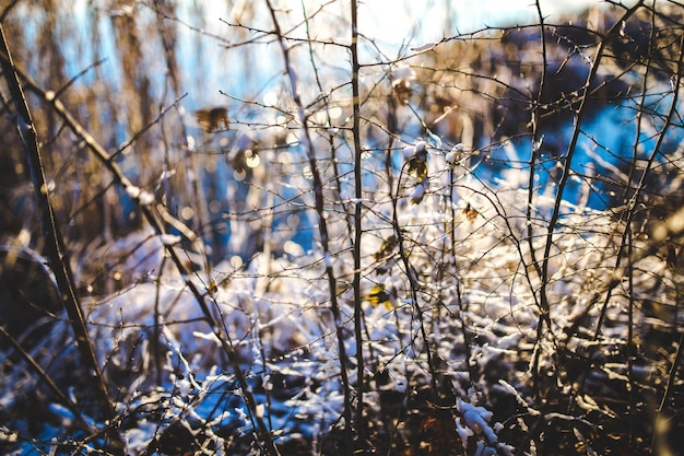 Free photo dry branches in the snow