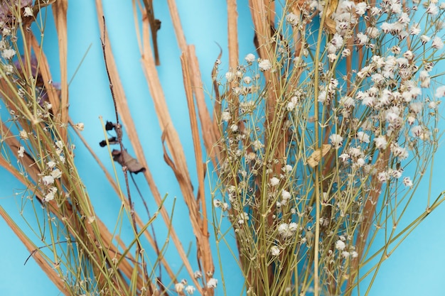 Free photo dry cotton branches on blue background