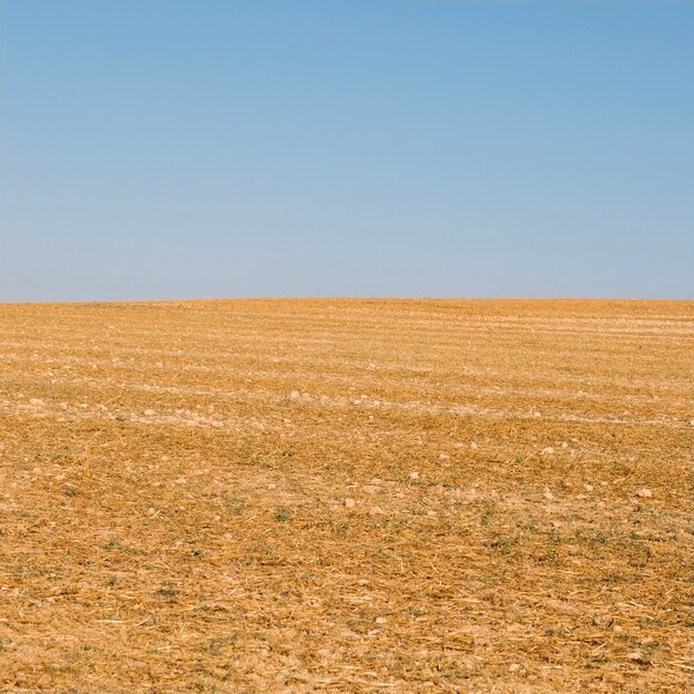 Dry field and blue sky