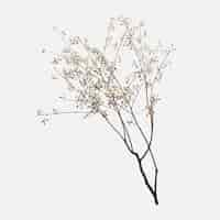 Free photo dry flower branch on off white