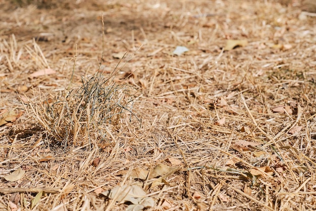 Dry grass and leaves dry pasture drought on the land hot summers in Europe and America no harvest and environmental problems due to climate change closeup