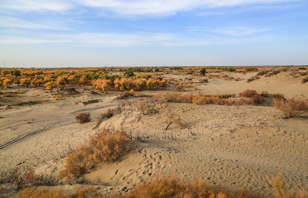 Dry landscape view