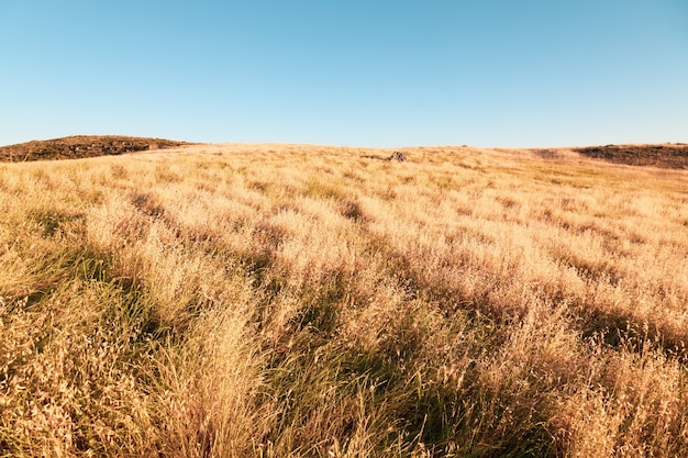 Free photo dry large grassland and the clear sky over it - perfect for background