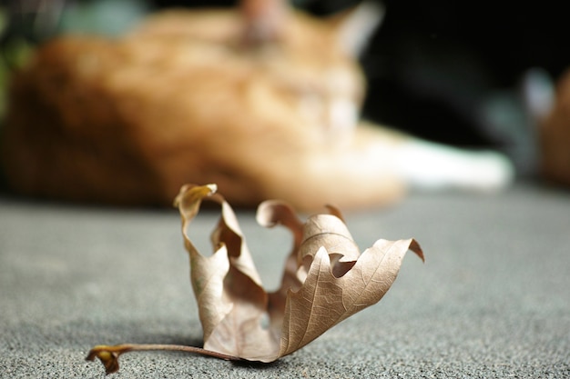 Dry leaf with a defocused cat in the background