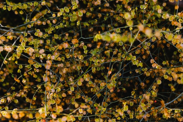 Free Photo dry leaves in autumn season