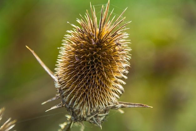 dry prickly wild thistle in backlight among grass