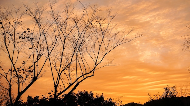 Free Photo dry tree with orange clouds background