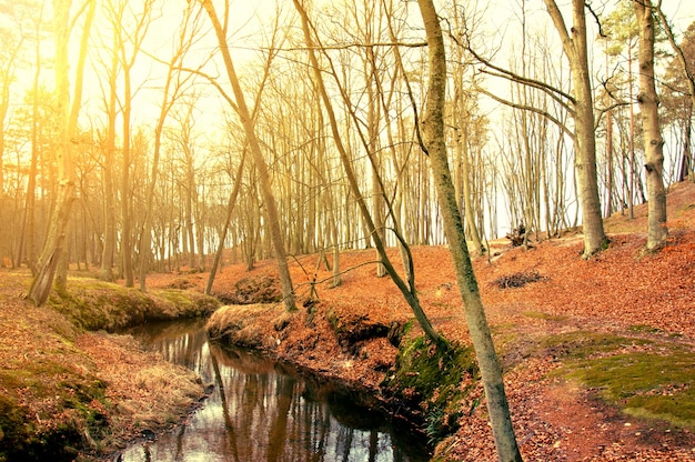 Free photo dry trees near to a river