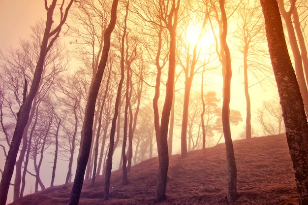 Free photo dry trees at sunset