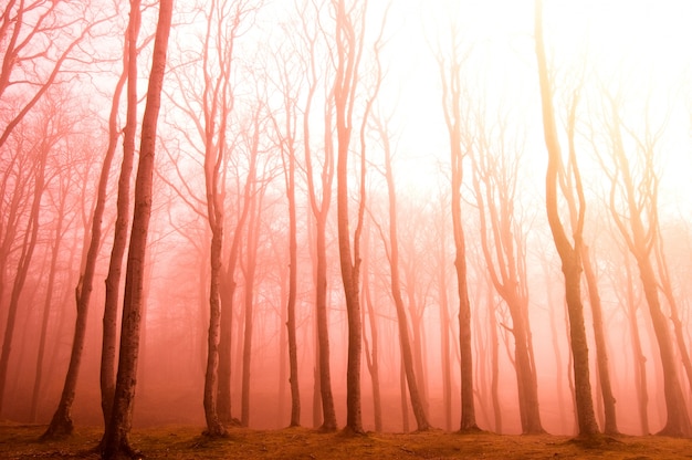 Free Photo dry trees at sunset