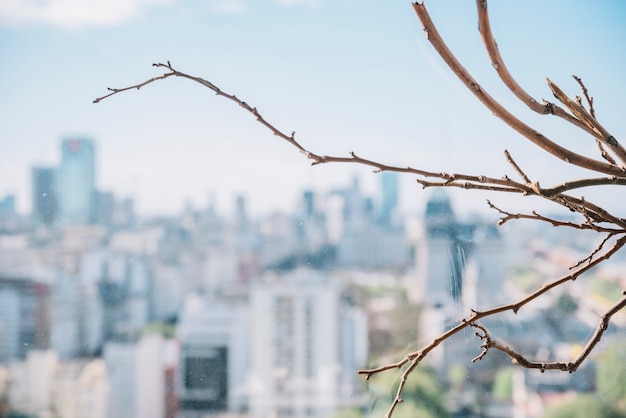 Free photo dry twig on city's skyline