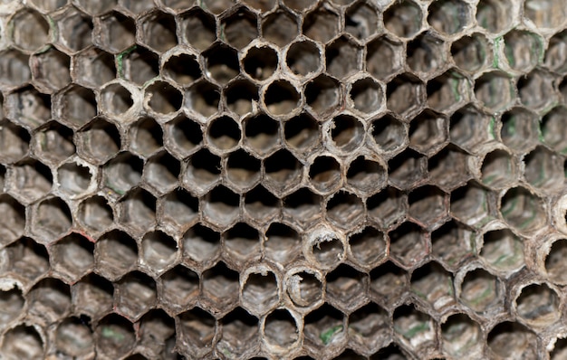 Dry wasp hive close up. Wasp hive background.