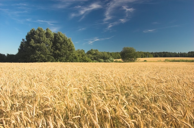 Free photo dry wheat