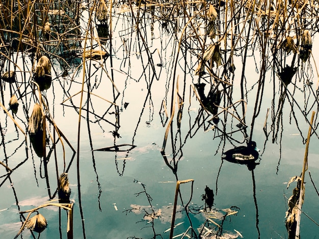 Free Photo duck in dried plants pond