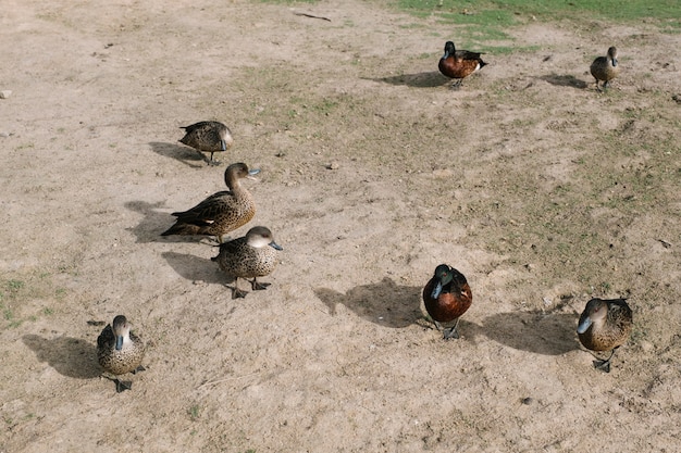 Free photo duck group walking