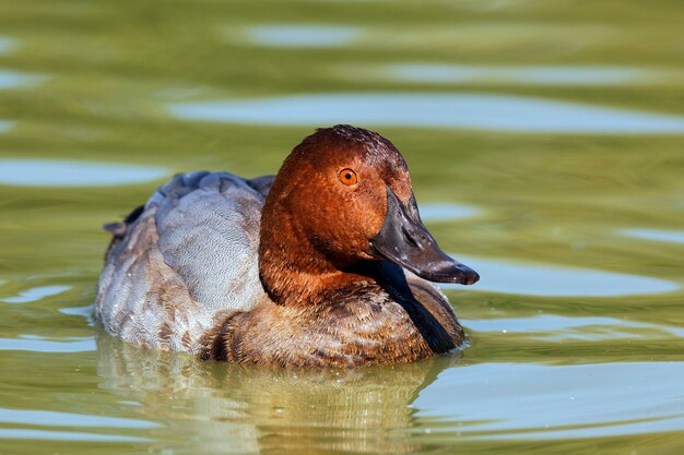 Duck on a lake