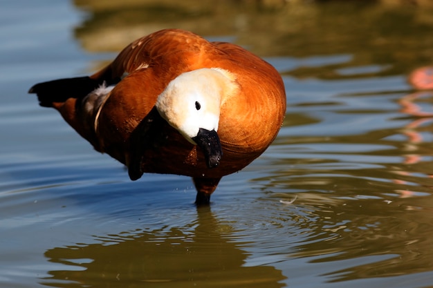 Free Photo a duck in morning lignt on water