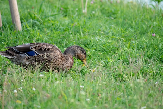 Free Photo duck sitting in a grass-covered field during the daytime