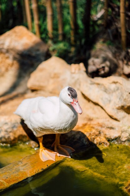 Free photo duck stand