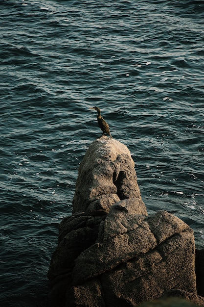 Free Photo duck standing on a rock in the middle of the sea