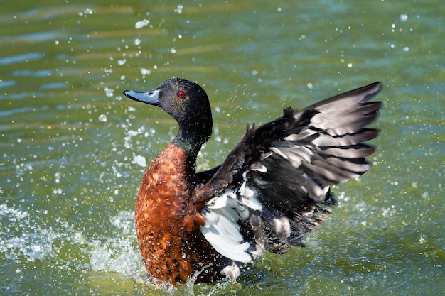 Free photo duck stirring in water, france