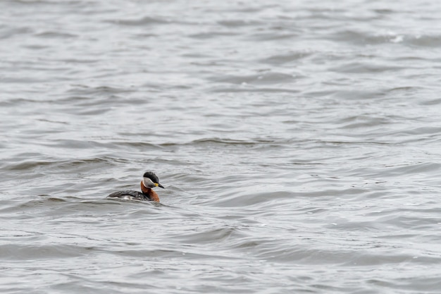 Duck swimming in a lake during daytime